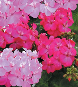 Geranium Order Forms are Due at the Garden Boutique
