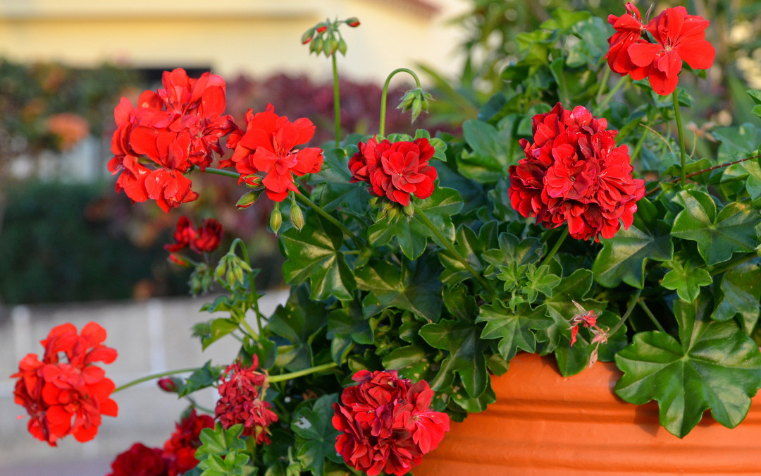 November 19 (Thursday) – Geranium and Fern Sale Kickoff Day