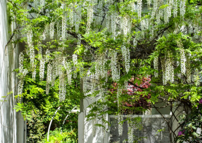garden tour wisteria entrance