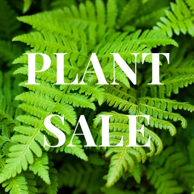 Geranium and Fern Sale- order by March 12 for pick-up on April 17