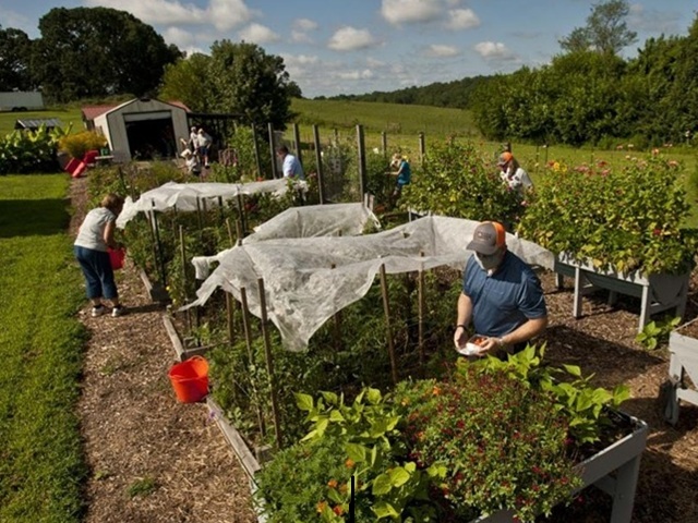 Food Bank Garden